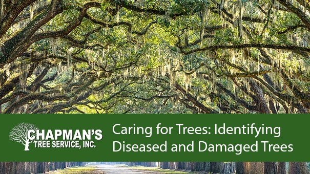 Chapman Tree Service Blog