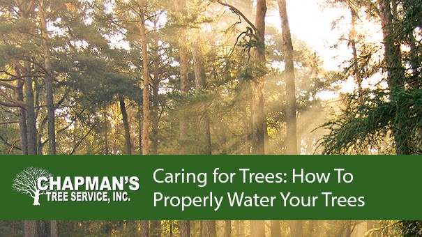 Chapmans Tree Service Blog