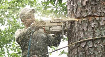 Tree Pruning