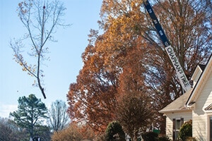 Tree Removal