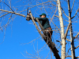 Tree Trimming