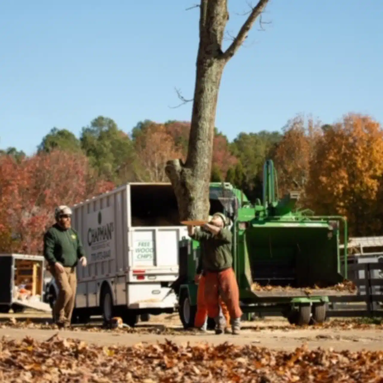 chapman tree service men standing by truck while tree goes into chipper